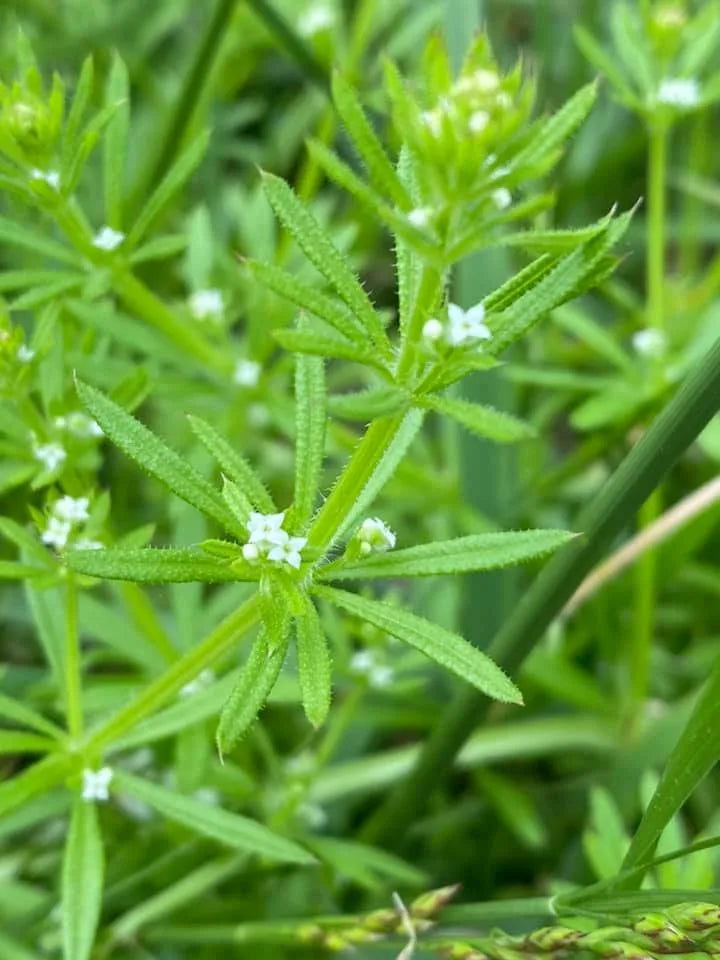Cleavers