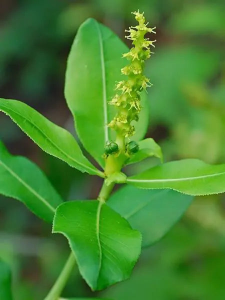 Stillingia Root