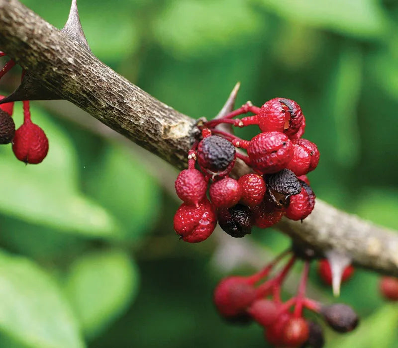 Prickly Ash